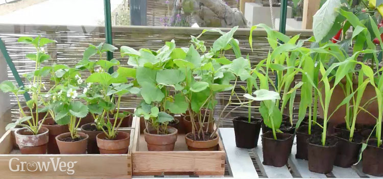 Hardening off young plants in the greenhouse