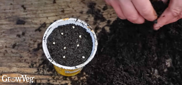 Sowing into an instant noodle pot