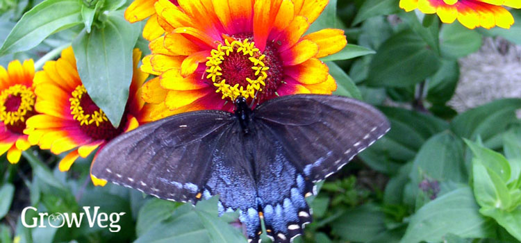 A swallowtail butterfly on Zinnia