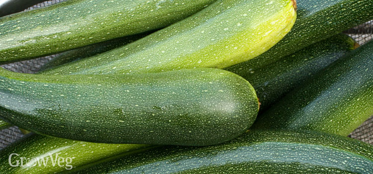 Courgette harvest