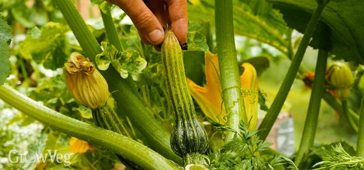 Courgette fruit starting to rot