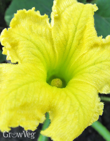 Zucchini flower