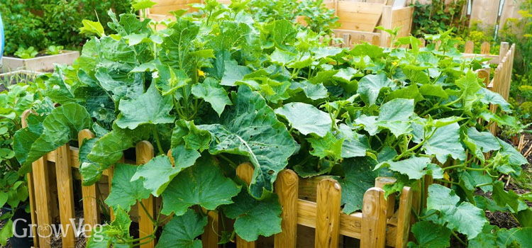 Zucchini plant