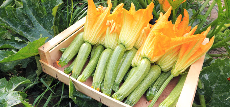 Harvesting zucchini
