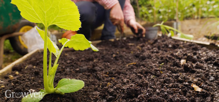 Planting zucchini