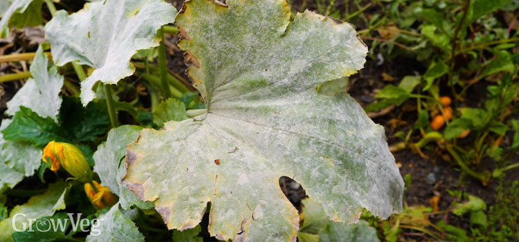 Powdery mildew