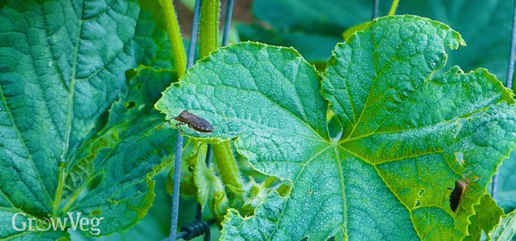 Squash bug