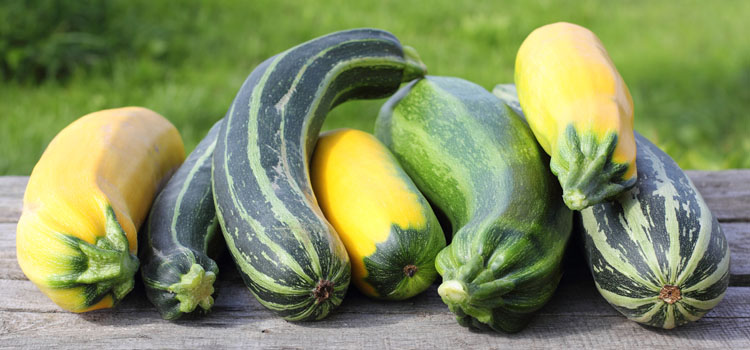 Zucchini varieties
