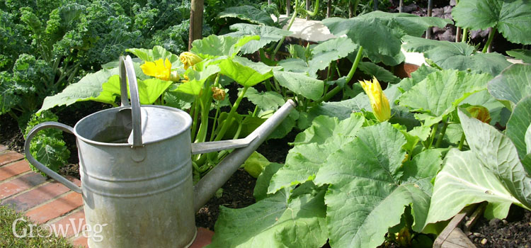 Watering zucchini