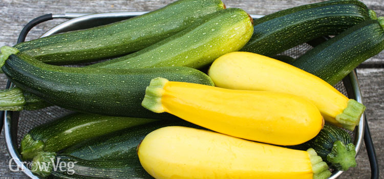 Harvesting courgettes