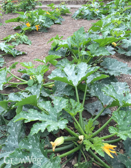 Growing Zucchini from Sowing to Harvest