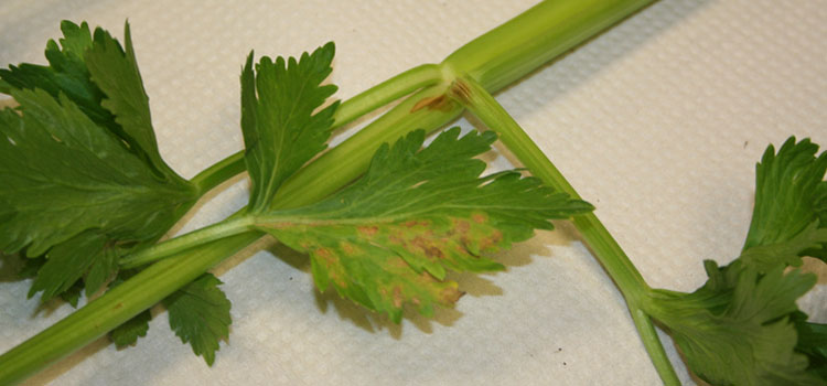 Celery Mosaic Virus