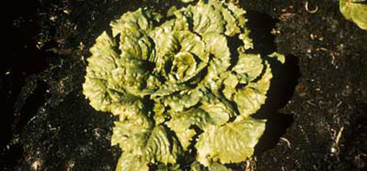 Lettuce Mosaic Virus