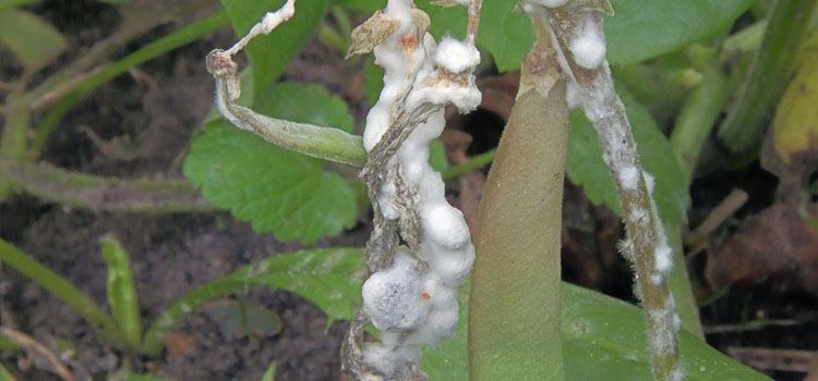 Leaf drop disease on a bean plant