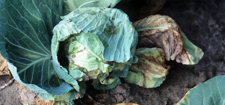 Black rot symptoms on cabbage foliage