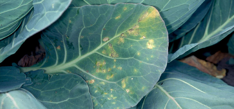 Downy mildew on cabbage leaf