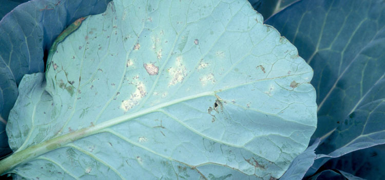 Downy mildew on the underside of a cabbage leaf