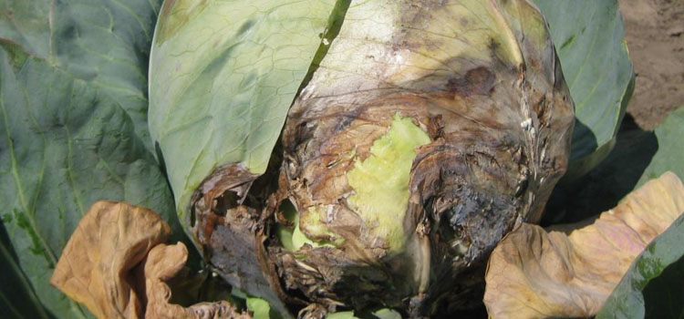 Soft rot on cabbage