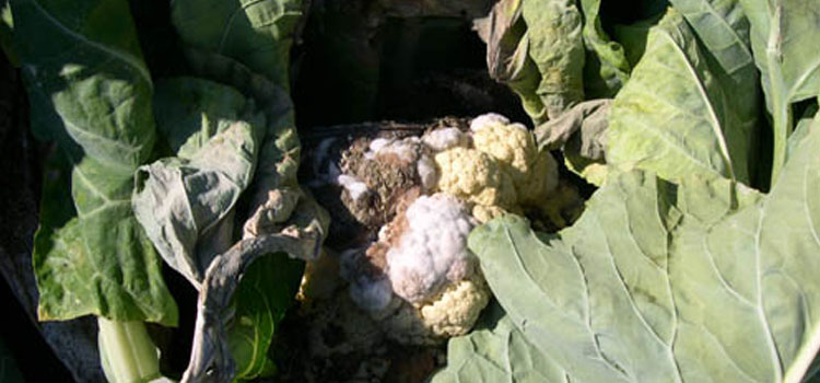 Soft rot on cauliflower