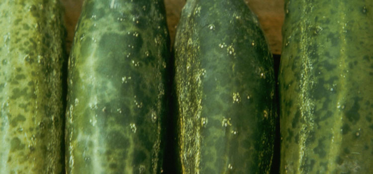 Cucumber mosaic virus