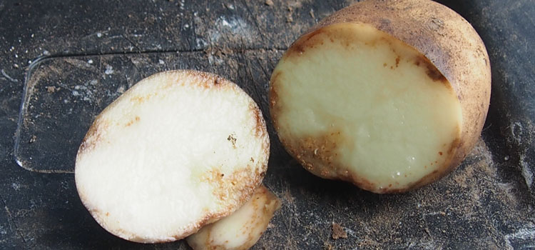 Potato tuber affected by late blight
