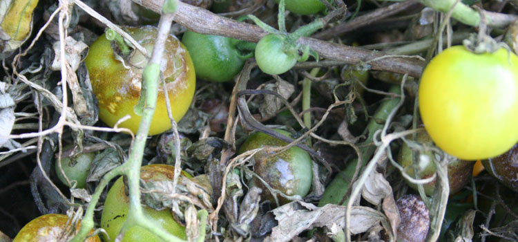 Tomatoes affected by late blight