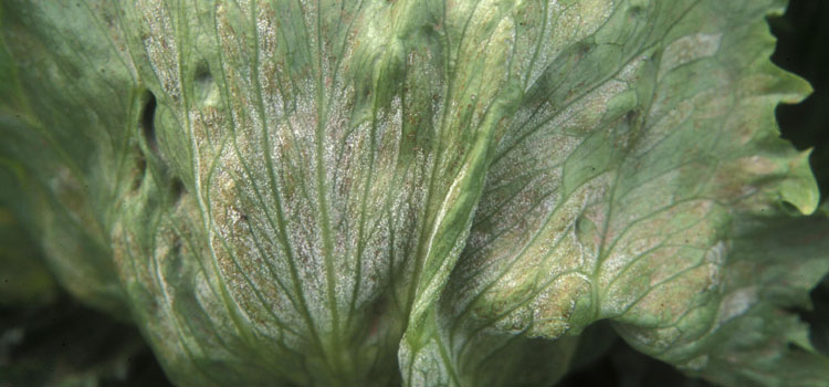 Downy mildew on lettuce