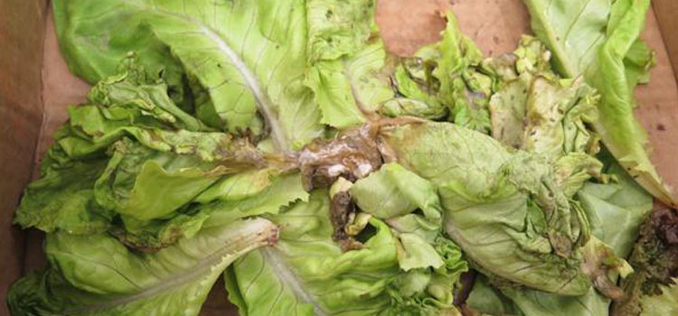Lettuce leaf drop