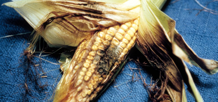 Northern corn leaf blight damage to corn cob