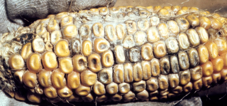 Northern corn leaf blight damage to corn cob