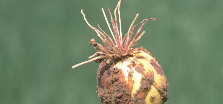 Pink root on onion