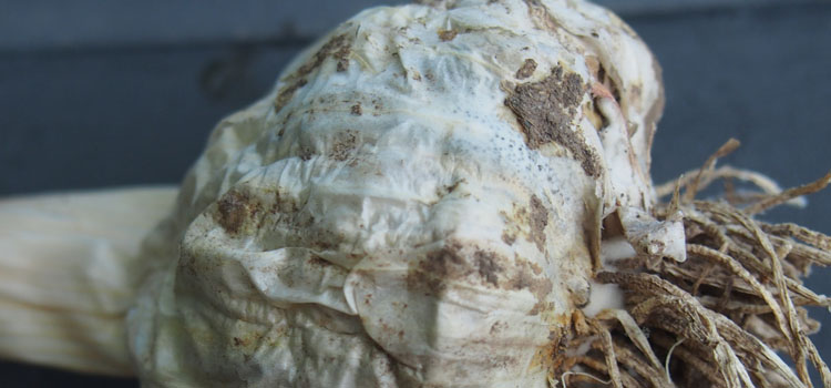 White rot on stored garlic