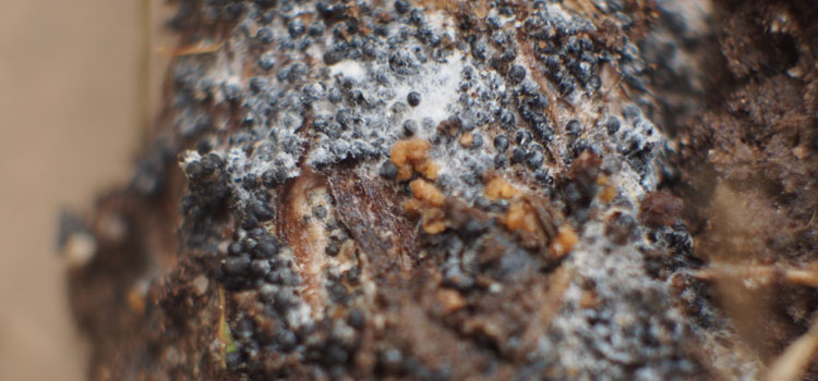 Close-up of the sclerotia (fruiting bodies) of white rot on a garlic bulb