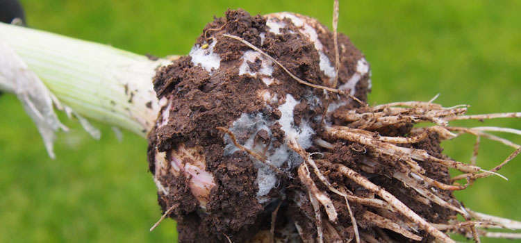 Garlic lightly affected by white rot