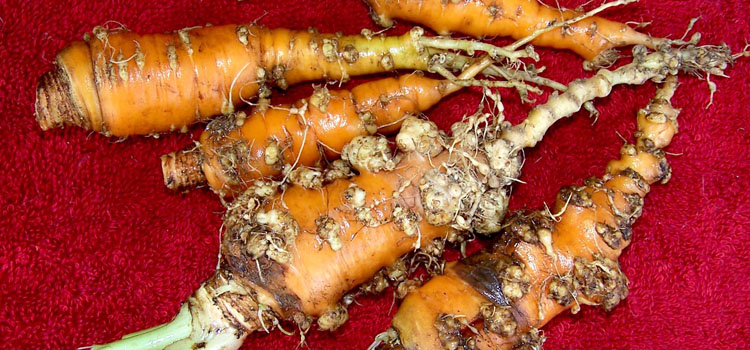 Root knot nematodes on carrot roots