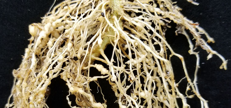 Root knot nematodes