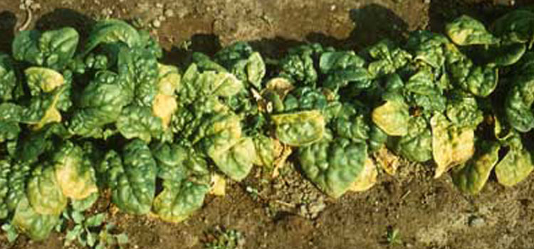 Spinach blight