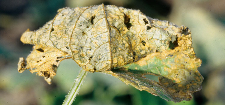 Anthracnose on cucumbers