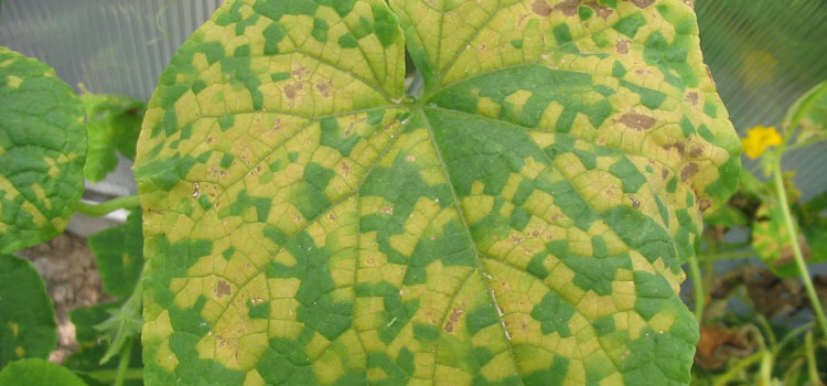 Angular yellow markings are tell-tale signs of the start of downy mildew on cucumber family plants