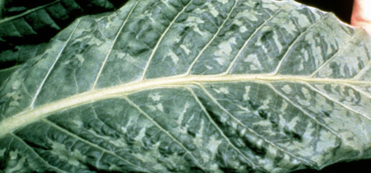 Tobacco mosaic virus on tobacco leaf