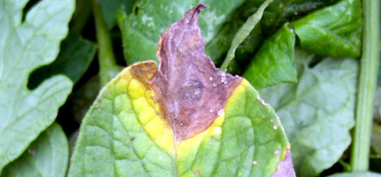 Early blight