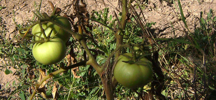 Fusarium wilt on tomato plant
