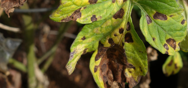Tomato septoria leaf spot