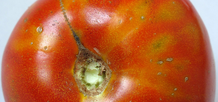 Tomato showing tomato spotted wilt virus