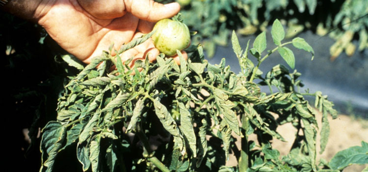 Tomato Spotted Wilt Virus on foliage