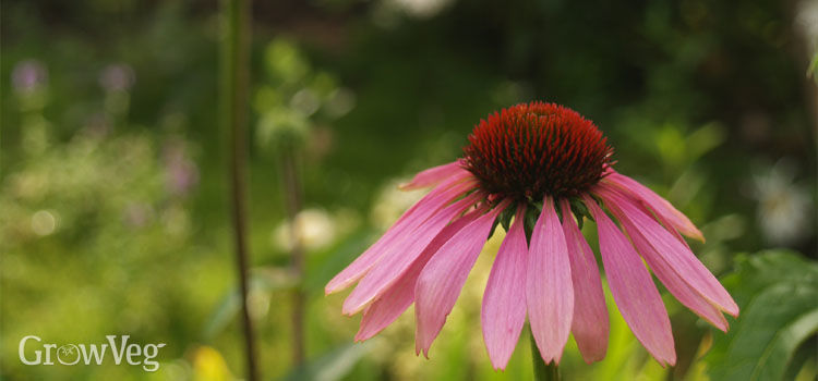 Echinacea