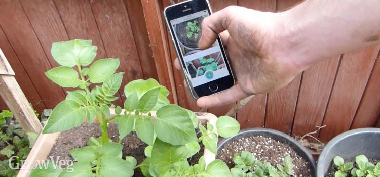 Taking a photo of potatoes on a phone