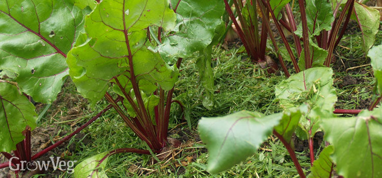 Grass clipping mulch around beetroot