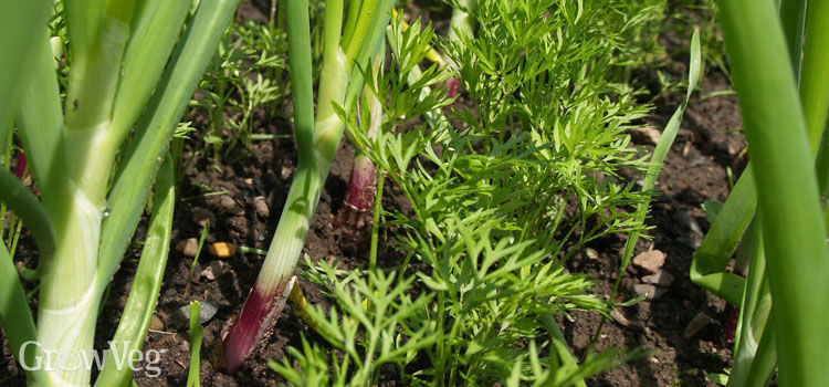 Close planting