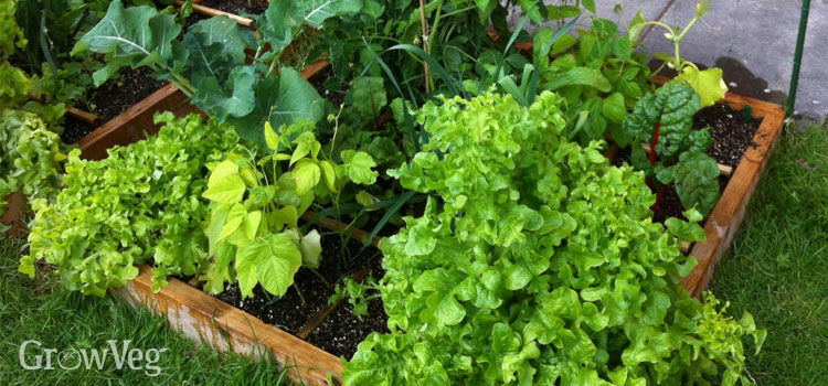 Square foot raised bed garden